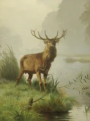 Red Deer